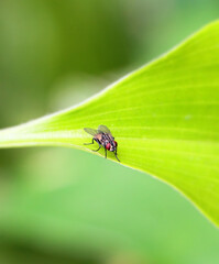 Small Fly Sitting on a Green Leaf on the garden macro photography