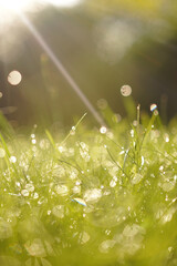morning sunbeam on drops of dew