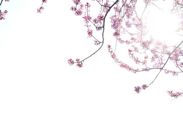 Zarte Blüten eines Kirschbaumes isoliert und freigestellt mit Textfreiraum in Rosa und Pink -...
