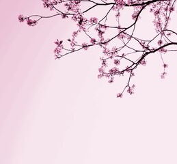 Zarte Blüten eines Kirschbaumes isoliert und freigestellt mit Textfreiraum in pink , rosa und rot - Hintergrund und Banner