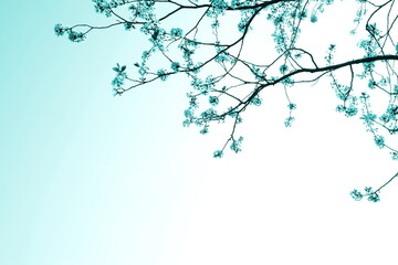 Zarte Blüten eines Kirschbaumes isoliert und freigestellt mit Textfreiraum in türkis -...