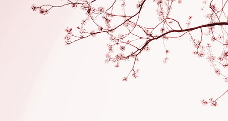 Zarte Blüten eines Kirschbaumes isoliert und freigestellt mit Textfreiraum in Rosa und Pink -...