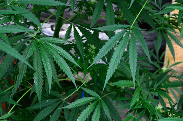 Big beautiful leaves of marijuana close up .