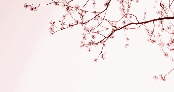 Zarte Blüten eines Kirschbaumes isoliert und freigestellt mit Textfreiraum in Rosa und Pink - Hintergrund und Banner	