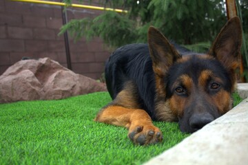Dog on green lawn with bokeh effect, front and back background blurred