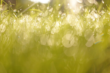 abstract morning sunbeam grass background 