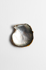Isolated Mother of Pearl from minerals collection on white Background