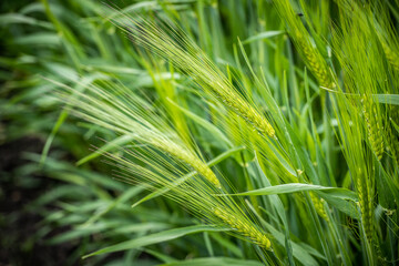 Fototapeta na wymiar Green spikelets of wheat against a cloudy sky