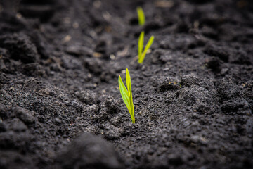Green wheat sprout breaks through black soil