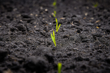 Green wheat sprout breaks through black soil
