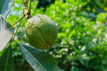 Obraz premium Closeup der Frucht einer Pachira aquatica (Glückskastanie)