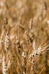 Fototapeta premium Golden wheat field closeup - Harvest time