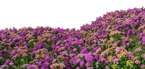 3d render flower garden on white background