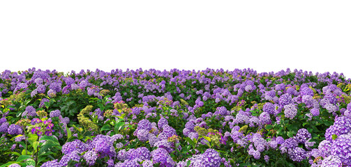 Fototapeta premium 3d render flower garden on white background