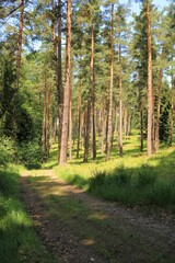 Fototapeta na wymiar Droga w lesie