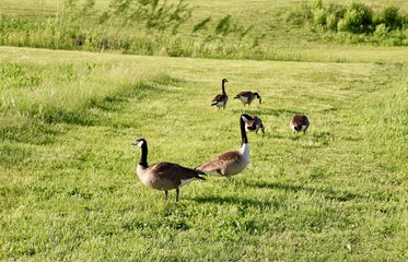 The geese in the green grass at the park.