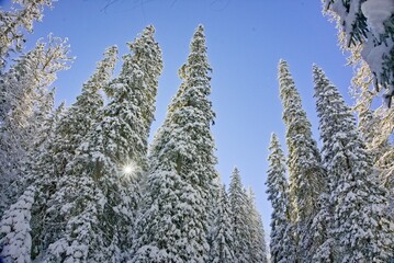 Las zimą w słoneczny dzień - obrazy, fototapety, plakaty