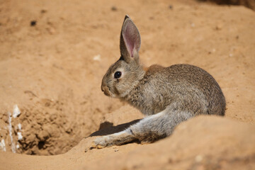 Desert cottontail cleaning paw near burrow