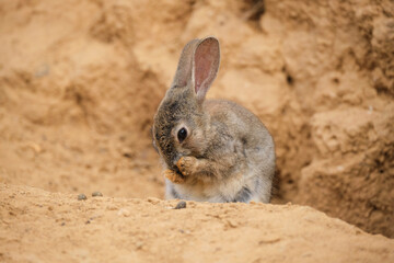 Funny desert cottontail cleaning muzzle