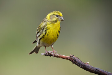 European serin sitting on twig