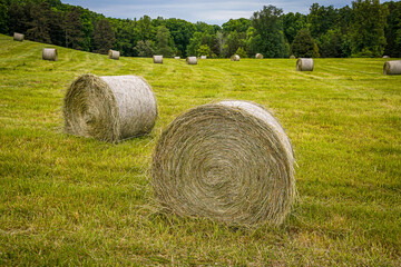 Round hay bales in a grassy field on a summer day © Carrie