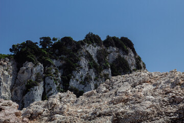 trees growing on the rocks above the sea