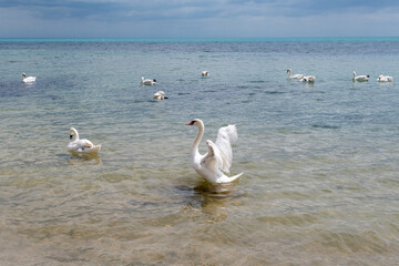 White swans bathe in the black sea on the beach of the city of Yevpatoria Crimea