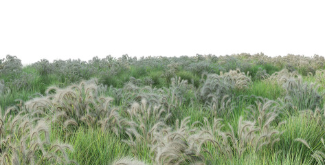 Field of grass flowers on a white background