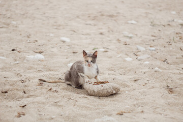 curious hungry cat on the beach with food on the stone