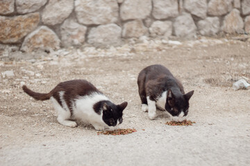two stray black and white cats with given food