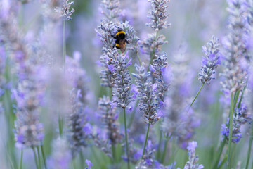 bumblebee on lavender, lavender honey, ecology