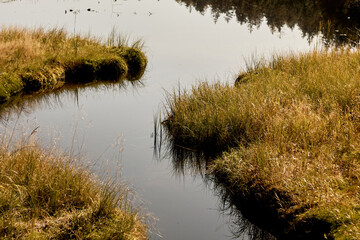 reeds in the lake in austria with trees reflection like a mirror