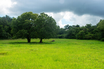 beautiful green field with showy trees