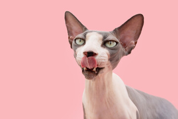 portrait hungry sphynx cat licking its lips with tongue. Isolated on pink coral background