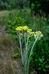 Helichrysum arenarium on meadow .