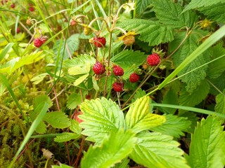 wild strawberry on a bush