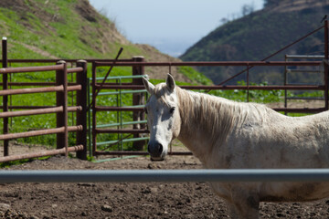 Obraz premium Horses & Cowboys