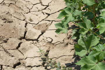 plant planted in the field and soil cracked by thirst