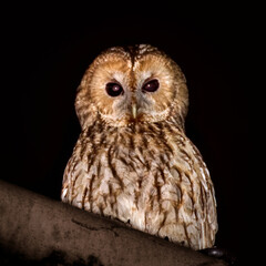 Barred owl