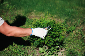 Gardener pruning thuja tree using garden shears, close up view. - obrazy, fototapety, plakaty