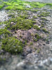 Moss Lawn