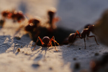 Fire ants closeup at mound hole during sunset in Texas.