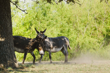 Mini donkeys having fun playing on Texas rural farm during dry summer.