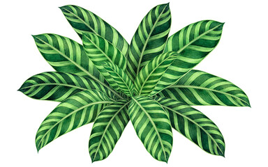 Watercolor painting green leaves,palm leaf isolated on white background.Watercolor hand painted illustration tropical,aloha exotic leaf for wallpaper tree,jungle,Hawaii style pattern.Clipping path.