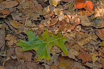 A newly fallen oak leaf adds color to the forest floor as autumn leaves cover the trail in Shades State Park, Indiana.