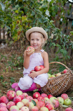 Harvesting season. girl picking apples in the garden