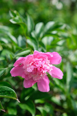 Tree peony blossoms. Paeoniaceae deciduous shrub. From April to June, flowers of multiple colors such as red