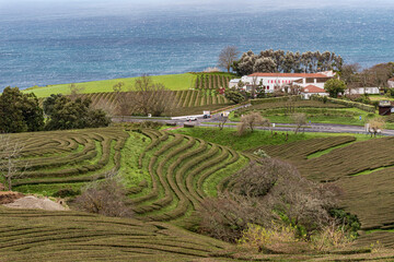 Tea plantation in Sao Miguel island. Azores, Portugal