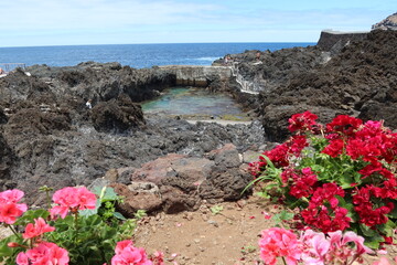 Fototapeta na wymiar Garachico, Tenerife, Canary Islands, Spain, July 6, 2022: Flowers in the natural pools El Caleton, Garachico, Tenerife. Spain