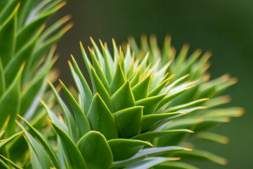Green thorny leaves of araucaria araucana or monkey tail tree with sharp needle-like leaves and...